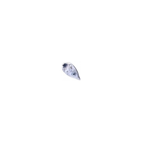 https://www.misterpieces.com/32086-large_default/semelle-complete-centrale-vapeur-cs-00147499.jpg